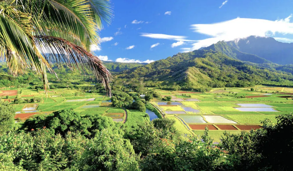 Hanalei Valley on Kauai