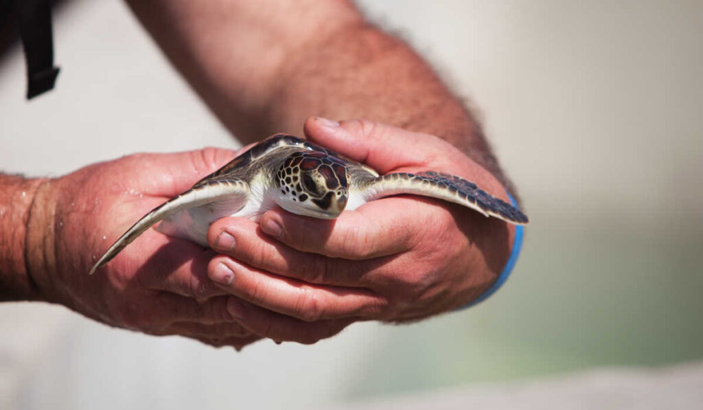 Handling a baby sea turtle 
