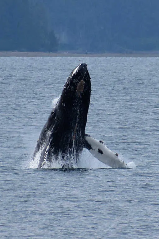 A humpback seen from the beach in Icy Strait Point
