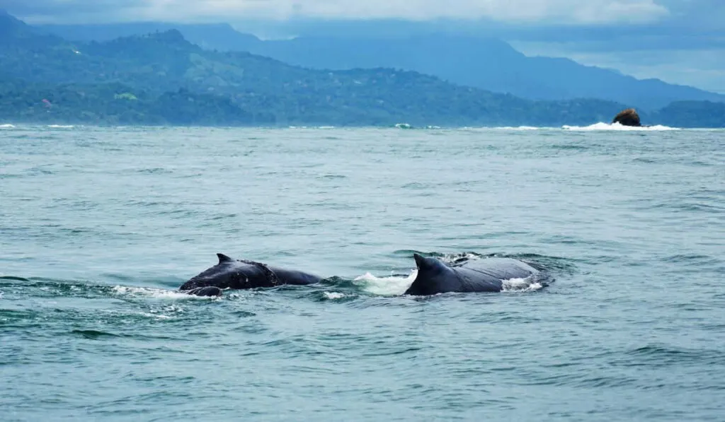 Humpback whales off the coast of Costa Rica