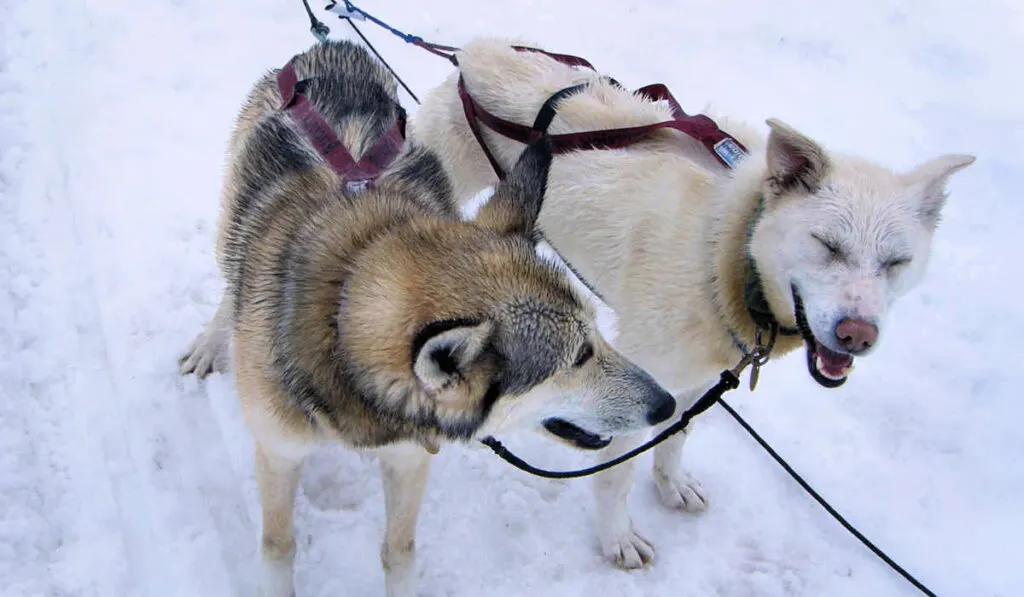 Two sled dogs from our Juneau dog sled tour