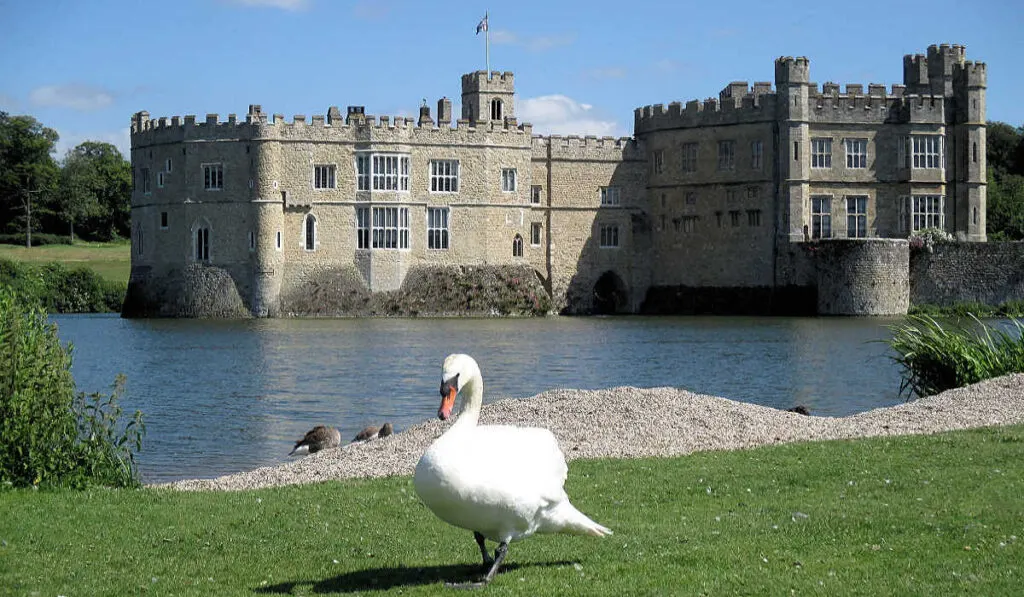 A swan in front of Leeds Castle in Kent, England