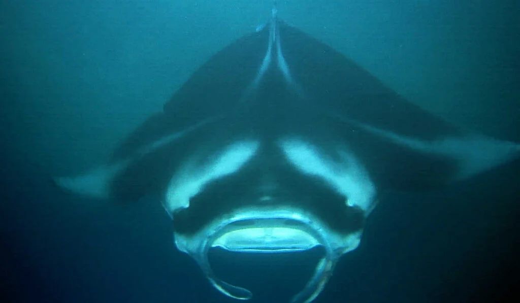 Giant manta in Kona, Hawaii