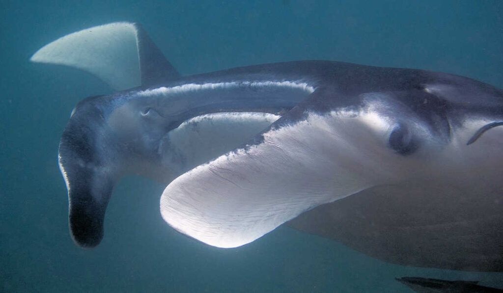 Close-up of a manta ray at Lady Elliot Island in Australia