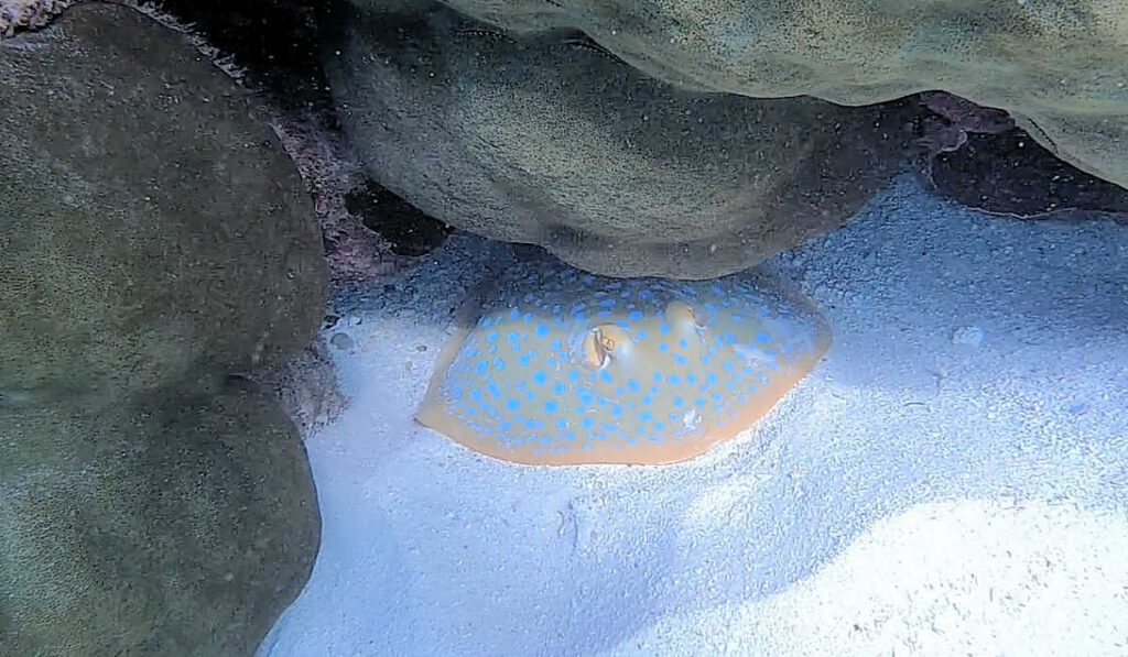 Spotted stingray at Ningaloo Reef in Australia