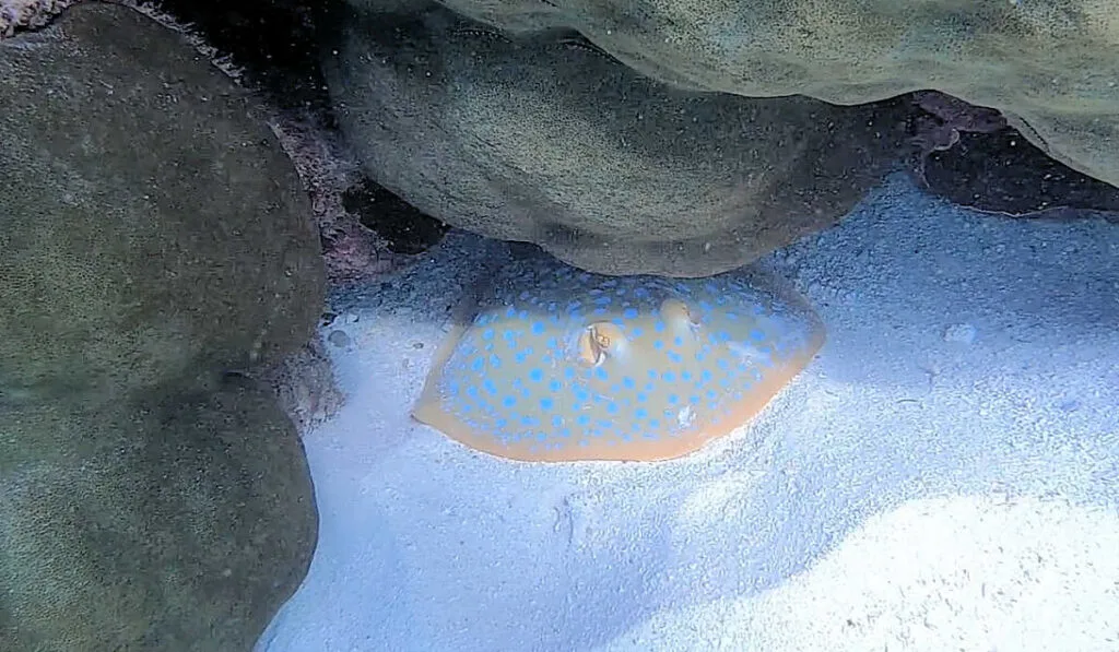 Spotted stingray at Ningaloo Reef in Australia