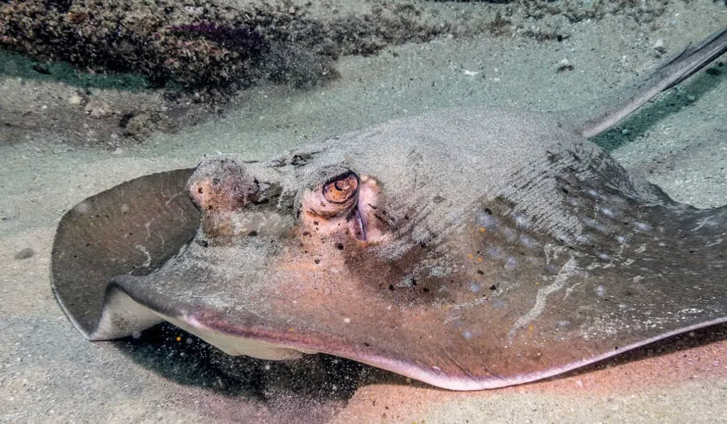 Stingray at Lady Elliot Island, Australia