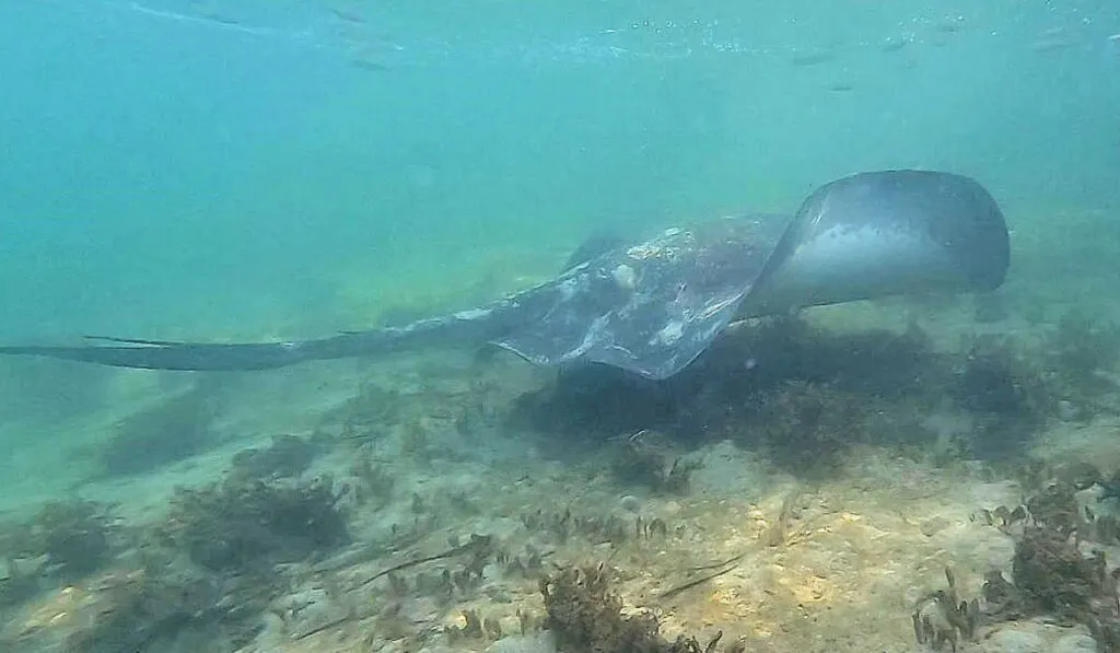 Stingray at Narooma