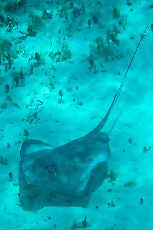 Cozumel stingray