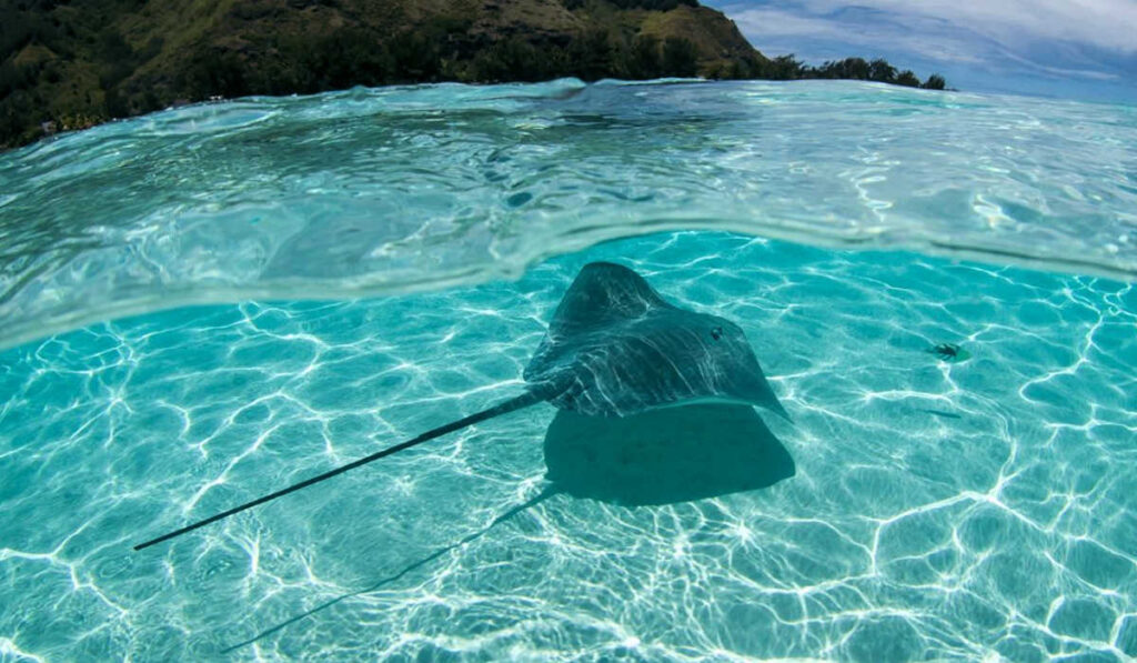 Stingray in the tropical waters of Moorea