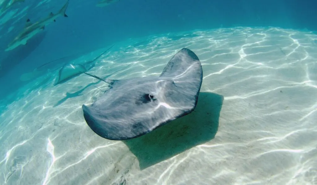 Stingray on the sandy ocean floor