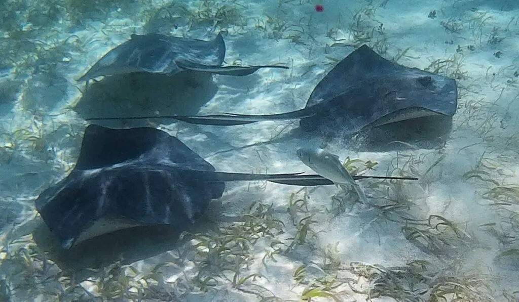 Stingrays in Caye Caulker, Belize