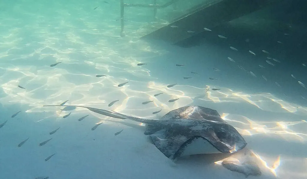 Swimming with a stingray at Half Moon Cay in the Bahamas