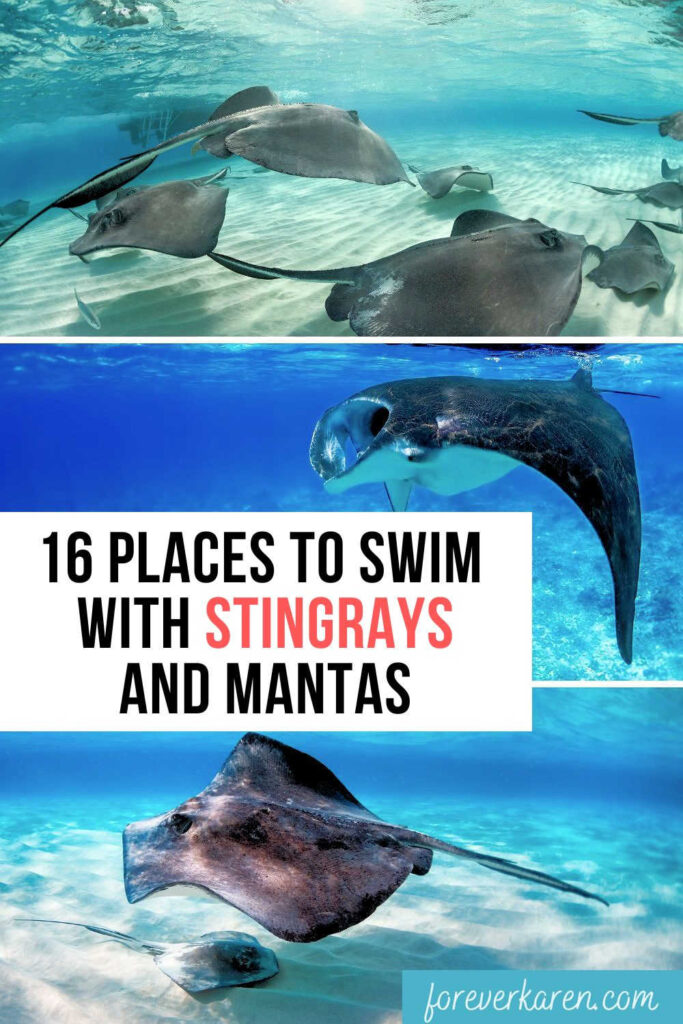 Various stingrays and manta rays swimming in the ocean