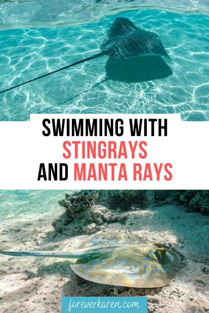Stingrays in tropical waters