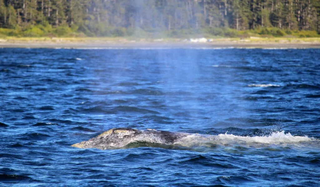 A humpback whale spotted near Tofino, Vancouver Island