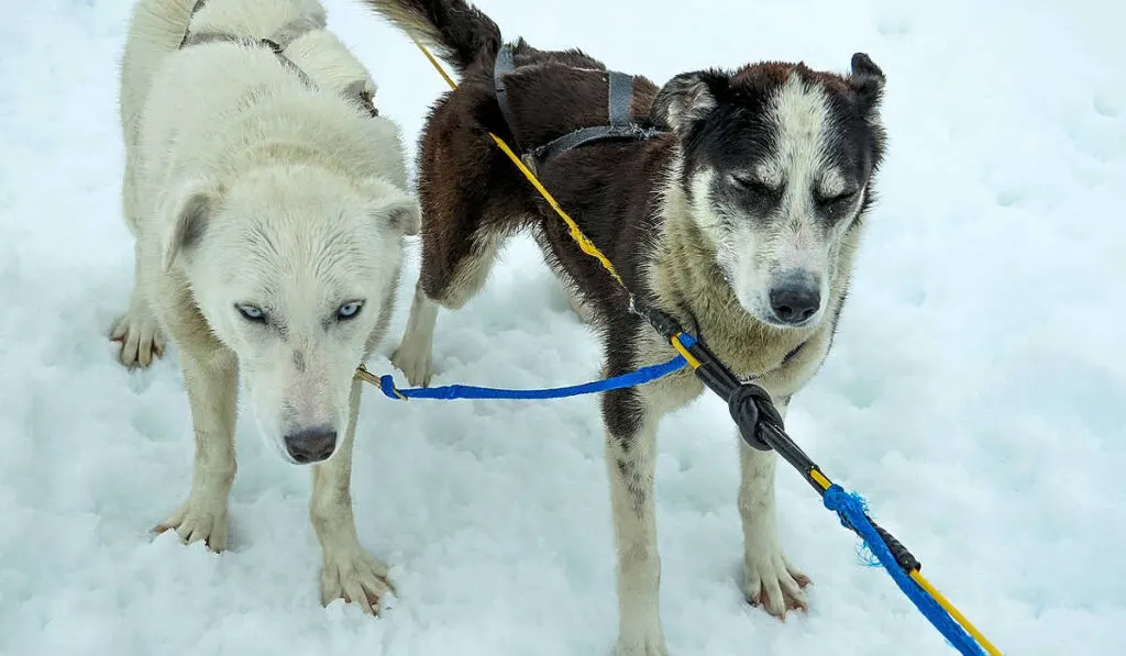 Two Alaskan sled dogs