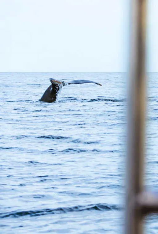 Whale tail spotted on a boat tour in Sayulita, Mexico