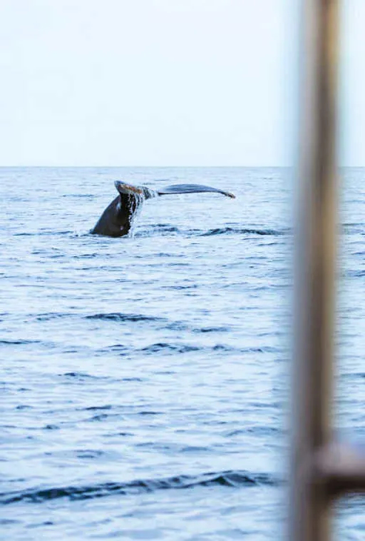 17 Great Places To Enjoy West Coast Whale Watching - Forever Karen