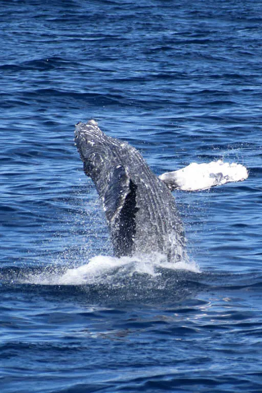 A playful humpback whale breaching in Cabo San Lucas