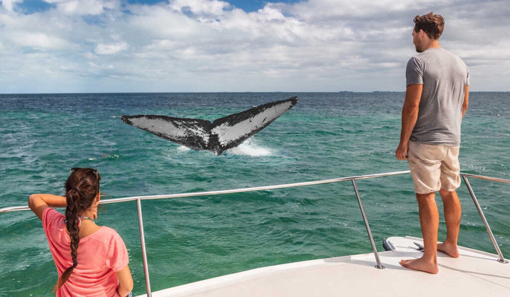 Whale-watching from a boat in California