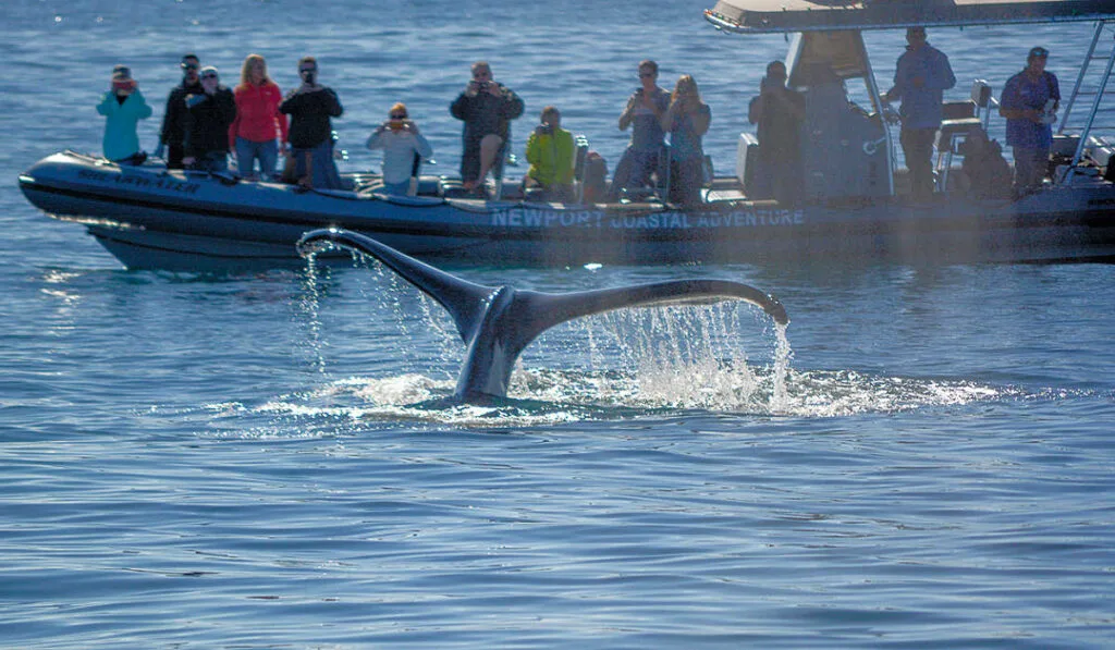 A whale-watching tour from Newport Beach seeing a whale