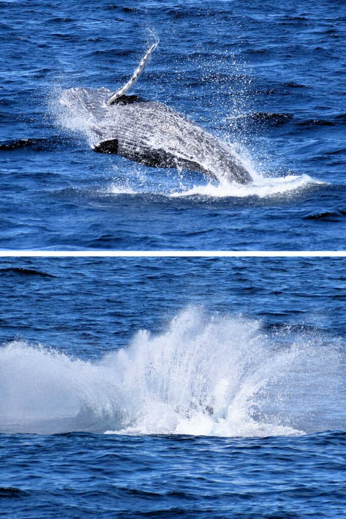 A humpback whale breaching and creating a huge splash