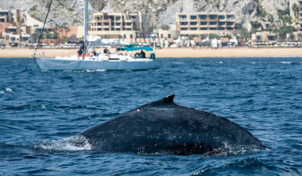 A humpback whale surfacing close to the beach in Cabo San Lucas