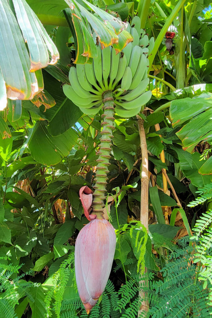 Bananas growing on a banana plant