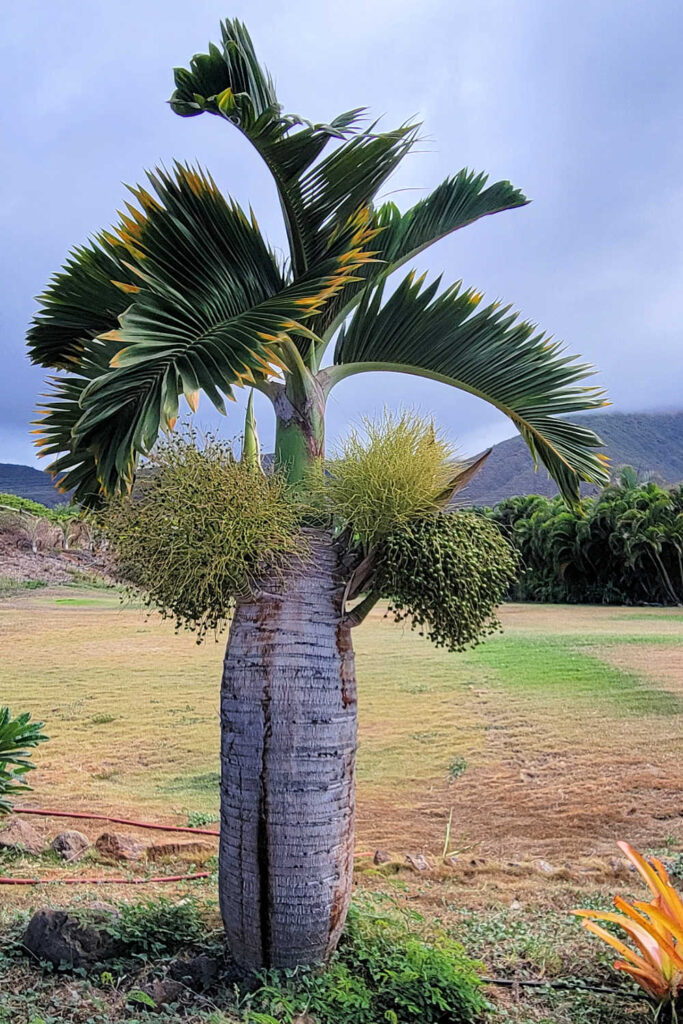 Bottle Palm Tree at the Maui Dragon Fruit Farm