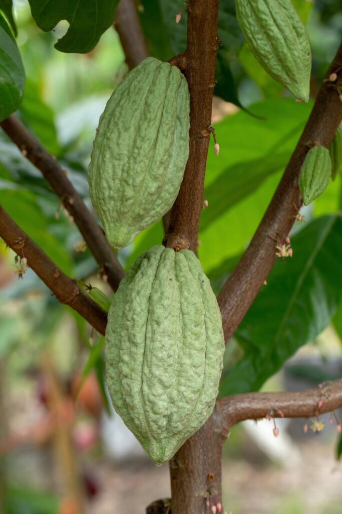 Grow cacao pods which produce chocolate