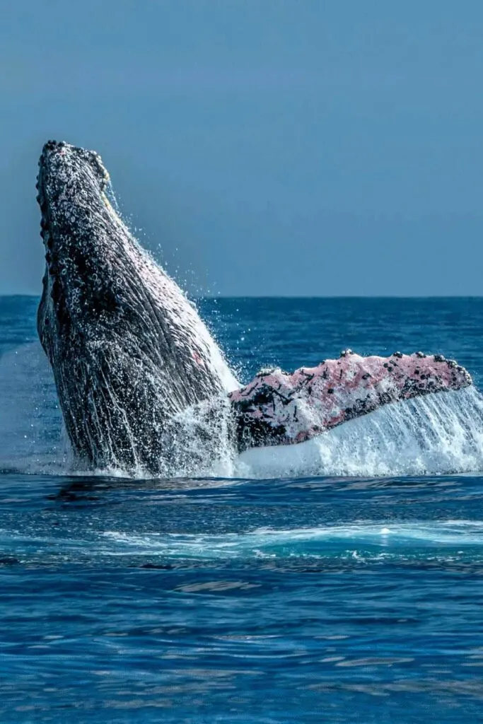 Head of a humpback whale