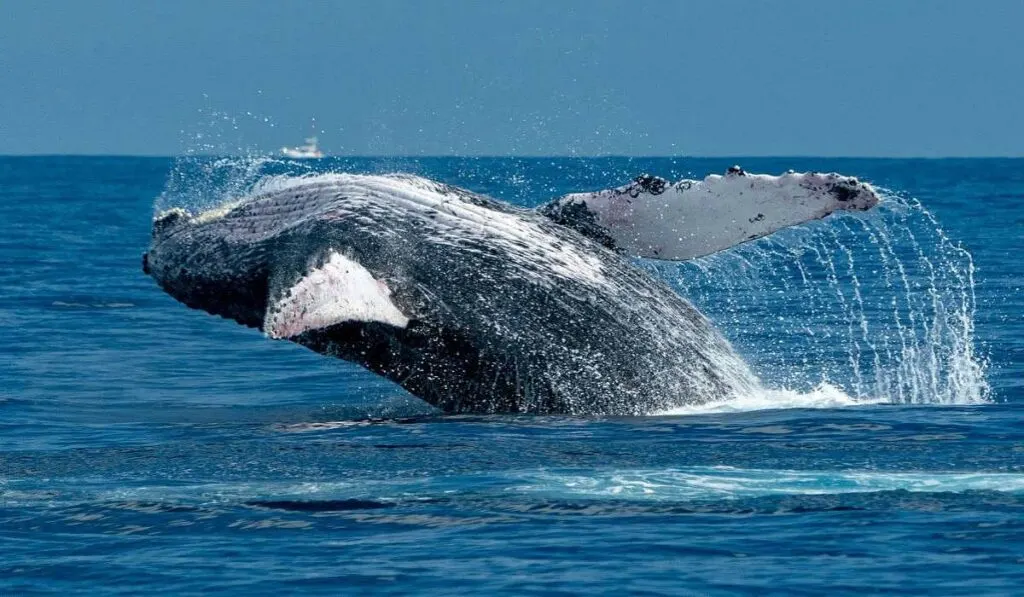 Humpback whale breaching in Cabo San Lucas