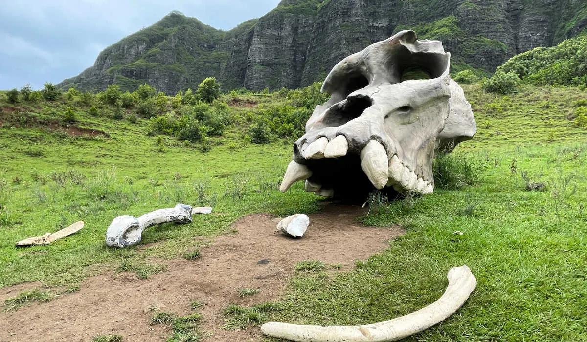 Kualoa Ranch: Kong Skull Island skull prop as seen on the Hollywood Movies Sites Tour