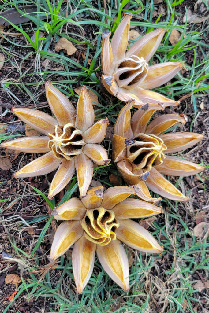 Seed pods from the Clusia Rosea tree