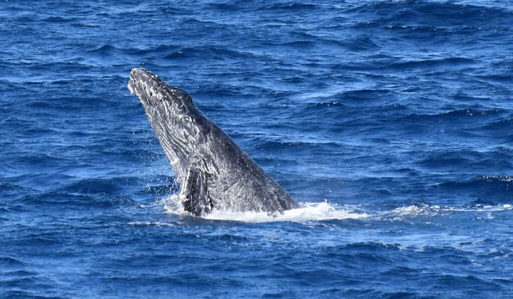 Humpback whale sighting off Cabos San Lucas