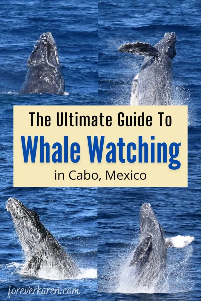Cabo humpback whale sightings on a whale watching tour