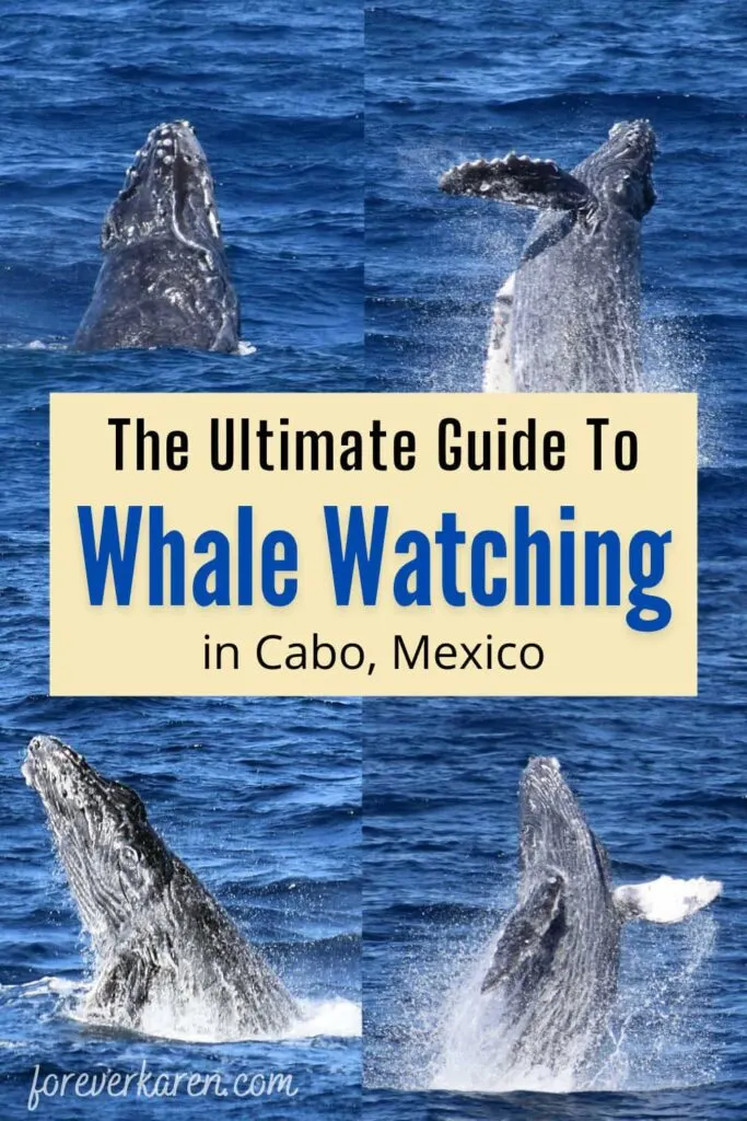 Whale Watching In Cabo San Lucas, A Thrilling Adventure - Forever Karen