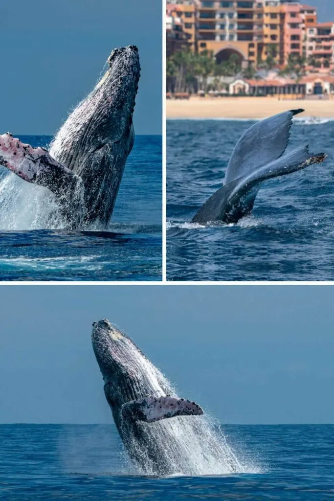 Whale watching in Cabo San Lucas, Mexico