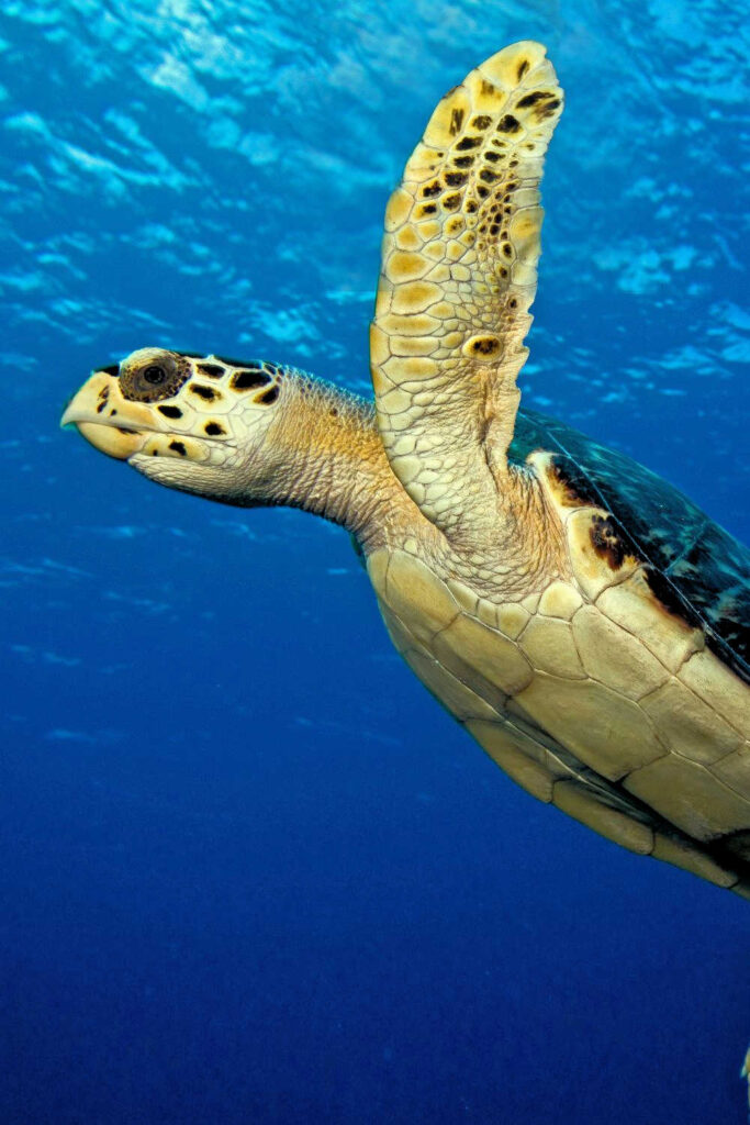 Hawksbill Turtle with a yellow under belly and hooked nose