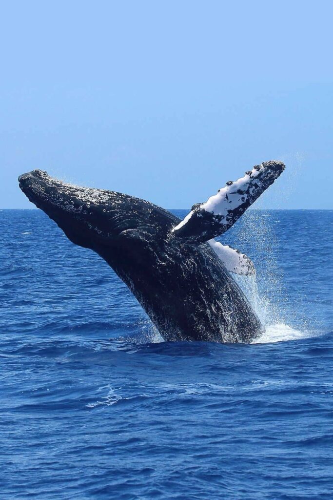 A breaching humpback whale near Molokini Island