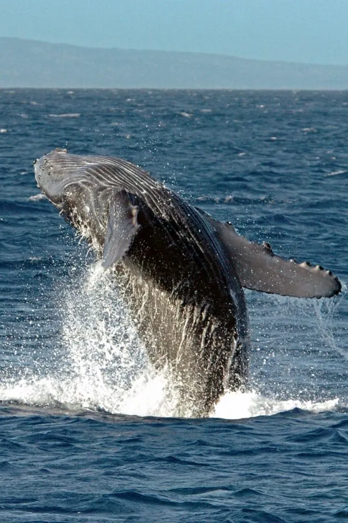 A humpback breaching in Lahaina, Maui
