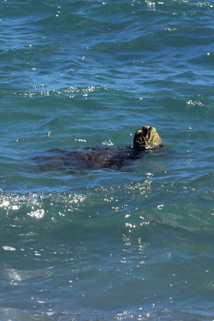 A sea turtle coming up for air