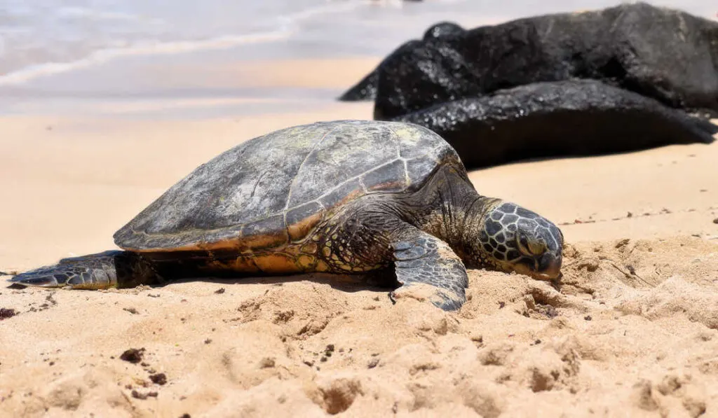 A turtle on the Laniakea beach, Oahu
