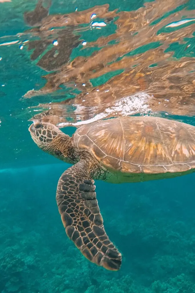 A Hawaiian Green Sea Turtle swimming in Maui