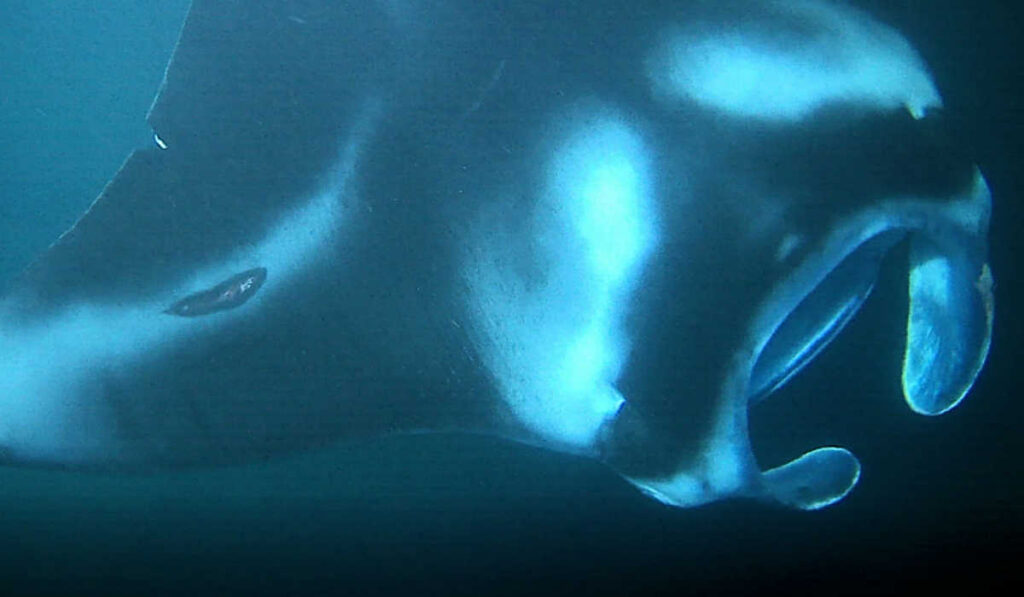 Alexia, a Kona manta ray in Hawaii