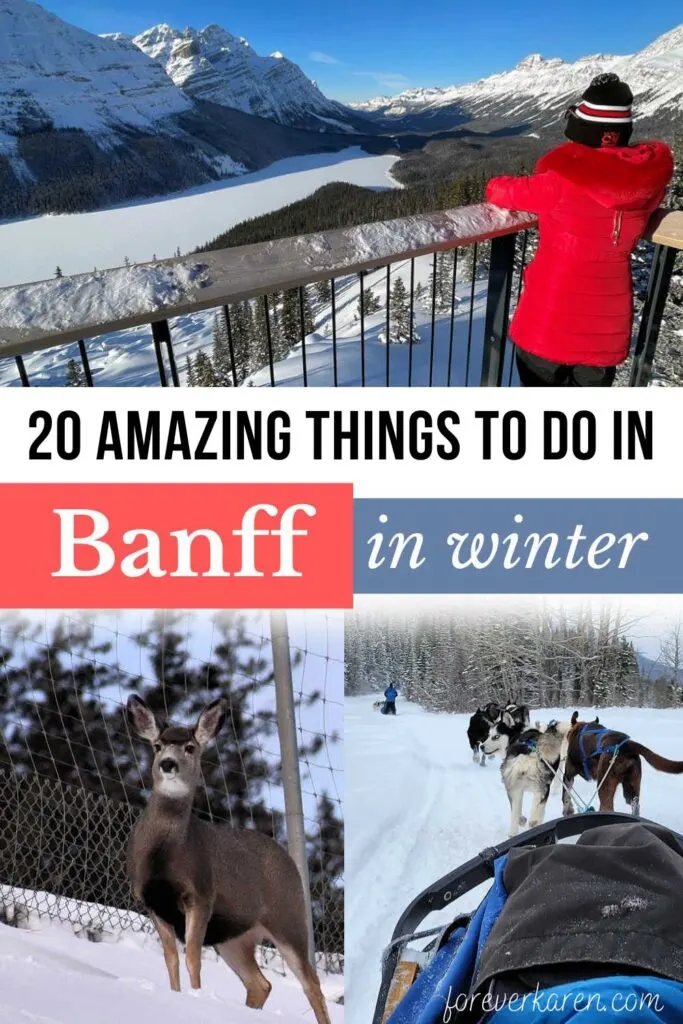 Peyto Lake, a deer in deep snow, and a dog sledding tour in the Canadian Rockies