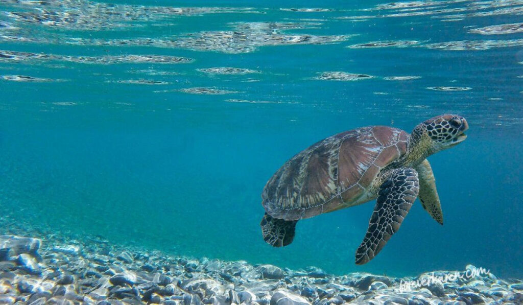 A Hawaiian Green Sea Turtle swimming underwater