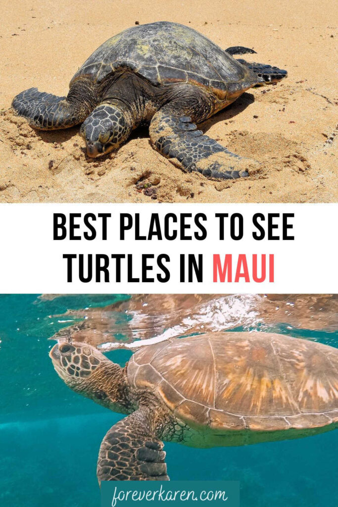 Two Hawaiian Green Sea Turtles in Maui; one in the water and one on a sandy beach