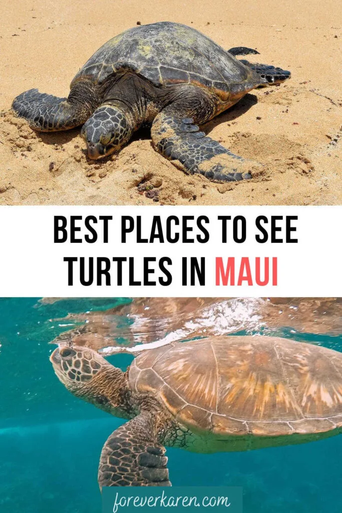 Maui's Turtle Beach: 8 Tried-and-True Spots for Sea Turtle Sightings In and  Out of the Water - Maui Trip Guide